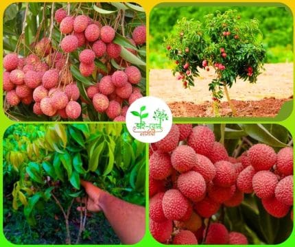 বেদেনা লিচু মাতৃকলম চারা/ Bedena Lichi