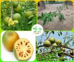 হাইব্রিড বেল মাতৃ কলম  চারা/Hybrid Bel
