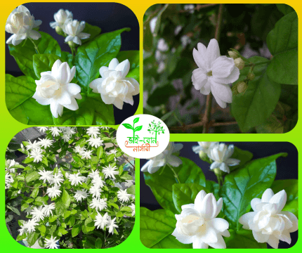 বেলি ফুল চারা /Beli Flower plant