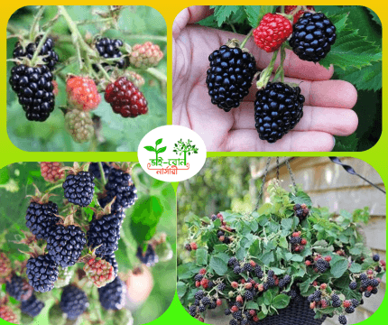 ব্লাক বেরি মাতৃ কলম চারা/ Black berry