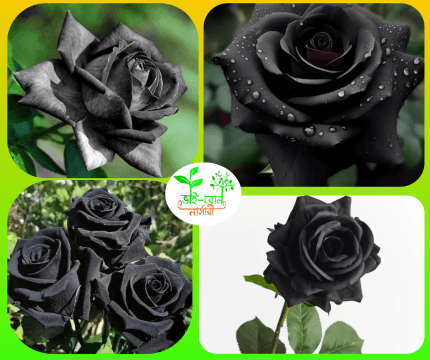 কালো গোলাপ ফুলের চারা /Black Rose Plant