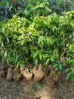 বোম্বাই লিচু মাতৃ কলম চারা/ Bombay Lichi - Image 2