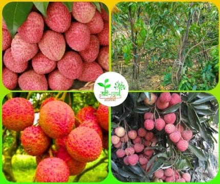 বোম্বাই লিচু মাতৃ কলম চারা/ Bombay Lichi