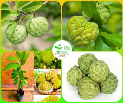 সবুজ আতা ফল মাতৃকলম চারা /Custard Apple Mother Plant