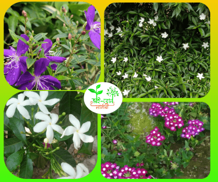 চায়না টগর ফুলের চারা/Chaina Togor Flower Plant