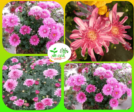 চন্দ্রমল্লিকা ফুল চারা/Chrysanthemum Flower Plant