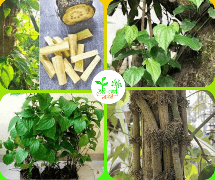 চুইঝাল চারা/Piper chaba