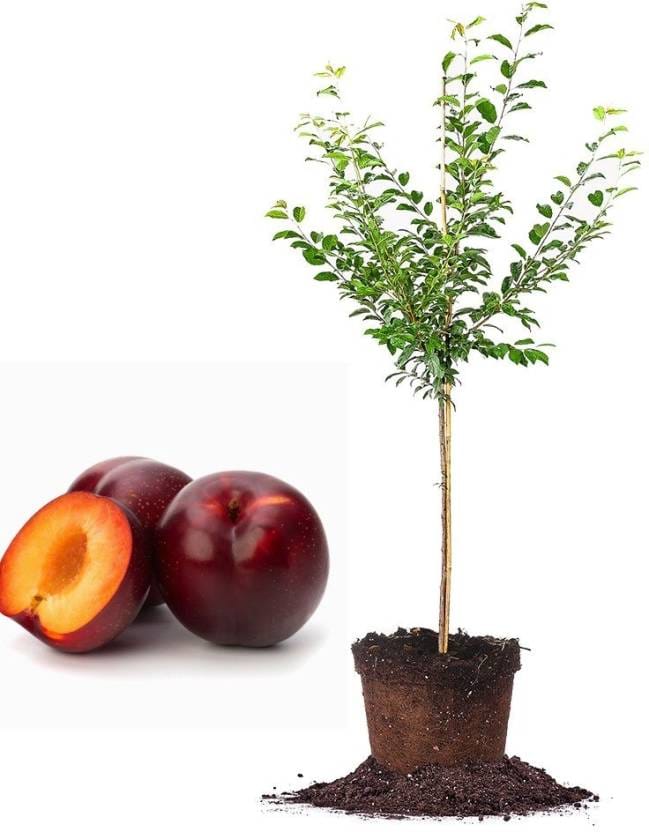 আলুবোখারা মাতৃকলম চারা / Common Plum Mother Plant - Image 2