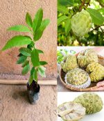 সবুজ আতা ফল মাতৃকলম চারা /Custard Apple Mother Plant - Image 2