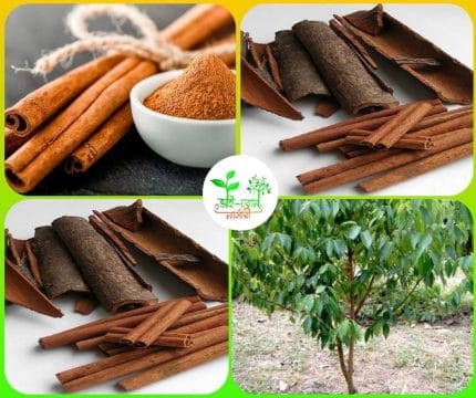 দারচিনি /Cinnamon