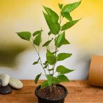 দেশি মালবেরি/Deshi Mal berry - Image 2