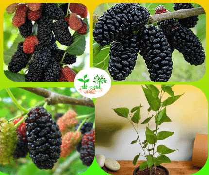 দেশি মালবেরি/Deshi Mal berry