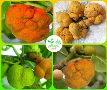 ডেউয়া ফল মাতৃ কলম চারা / Artocarpus lacucha