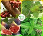 ত্বীন ফল/ডুমুর  / Fig trees