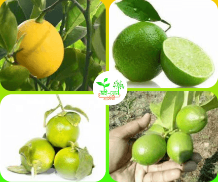 এলাচ লেবু/Meyer lemon