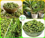 এলাচ/Elach
