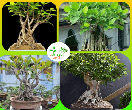 ফাইকাস বট /Faikas Tree