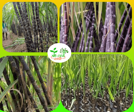 ফিলিপাইনি ব্লাক সুগার/Philipine Black suger