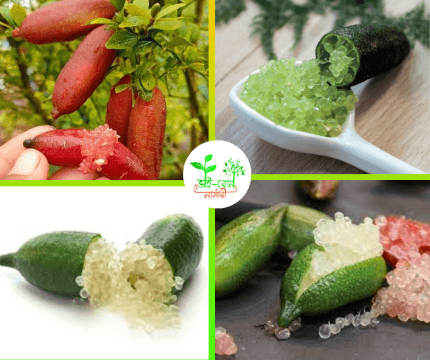 ফিংগার লেবু /Finger Lebu