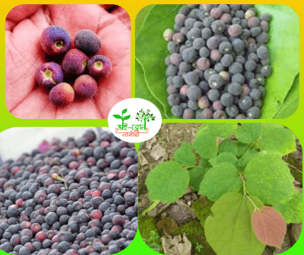 ফলসা মাতৃ কলম চারা/ Falsa