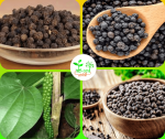 গোলমরিচ মাতৃকলম চারা/Pepper Matrikalam
