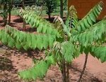 অরবরই মাতৃকলম চারা/ Gooseberry Mother Plant - Image 2
