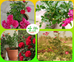 হাজারি গোলাপ মাতৃকলম চারা /Hajari Rose Grafting Plant