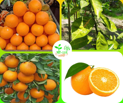 হলুদ মাল্টা মাতৃ কলম চারা / Yellow Malta