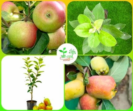 হরিমন-৯৯ আপেল গ্রাফটিং চারা/ Horimon-99 Apple Grafting plant
