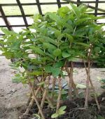 সিডলেস পেয়ারা মাতৃ কলম চারা/Sidless Guava - Image 2