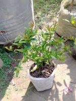 সুপার ভাগুয়া আনার মাতৃ কলম চারা/ Super Vagua Pomegranate - Image 2