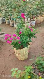 হাজারি গোলাপ মাতৃকলম চারা /Hajari Rose Grafting Plant - Image 2