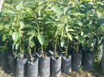 এভোকাডো মাতৃ কলম চারা/ Avocado - Image 2