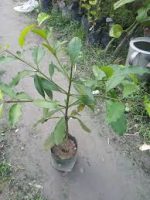 বারাব্বা চারা/ Barabba - Image 2