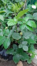 ব্লাক বেরি মাতৃ কলম চারা/ Black berry - Image 2