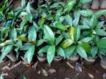 ম্যাংগোস্টিন চারা/Mangosteen Plant - Image 2