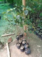 পার্সিমন মাতৃ কলম চারা /Parsiman Grafting plant - Image 2