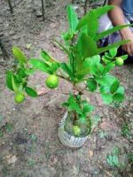 সিডলেস লেবু মাতৃ কলম চারা/Sidless Lemon - Image 2