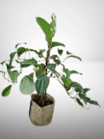 গোলমরিচ মাতৃকলম চারা/Pepper Matrikalam - Image 2