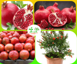 অস্ট্রেলিয়ান আনার মাতৃ কলম চারা/ Austrelian Promegranate Garfting plant