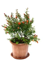 অস্ট্রেলিয়ান আনার মাতৃ কলম চারা/ Austrelian Promegranate Garfting plant - Image 2