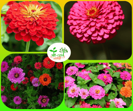 জিনিয়া জারা ফুল চারা /Zinia Zara Flower Plant  ( Zinnia violacea)