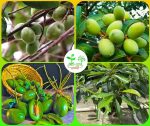 মিষ্টি জলপাই মাতৃকলম চারা /Sweet Olive Plant