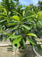 মিষ্টি জলপাই মাতৃকলম চারা /Sweet Olive Plant - Image 2