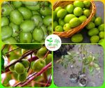 টক জলপাই মাতৃকলম চারা /Olive Motherplant