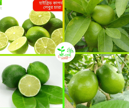 কাগজী লেবু মাতৃ কলম চারা/Key lime Plant