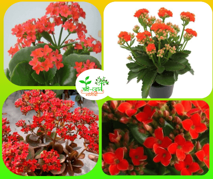 ক্যালাঞ্চু ফুল চারা /Florist Kalanchoe Plant