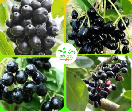 কালো জাম মাতৃ কলম চারা /Black Jam