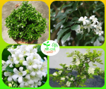 কামিনী ফুল চারা / Orange jessamine Flower Plant