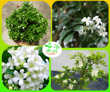 কামিনী ফুল চারা / Orange jessamine Flower Plant